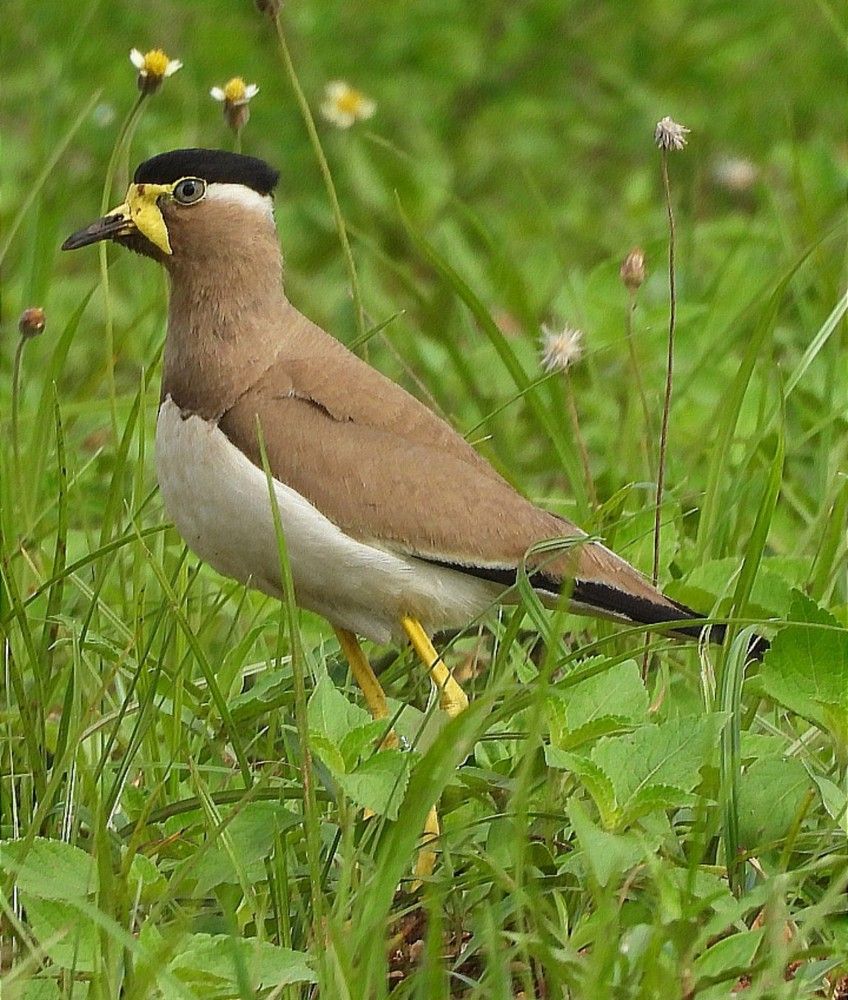 Yellow wattled lap wig