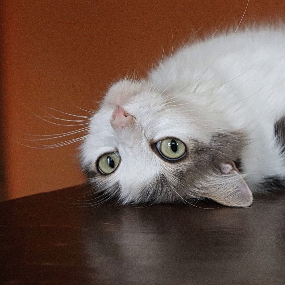 Photograph by Irina Alexandrova