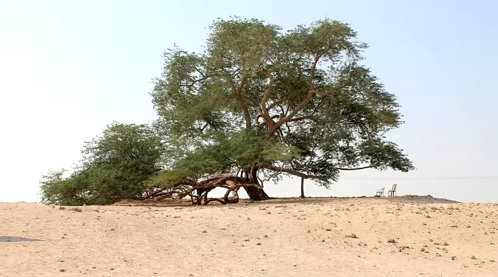 Бахрейн. Дерево.