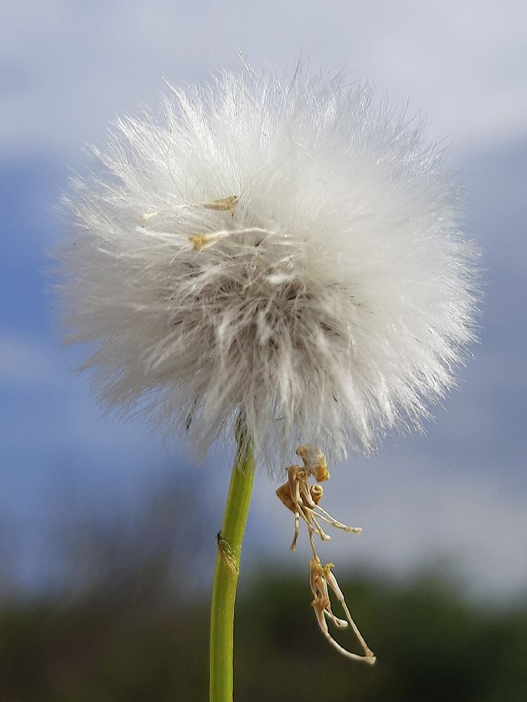 Пушистый одуванчик/Fluffy dandelion