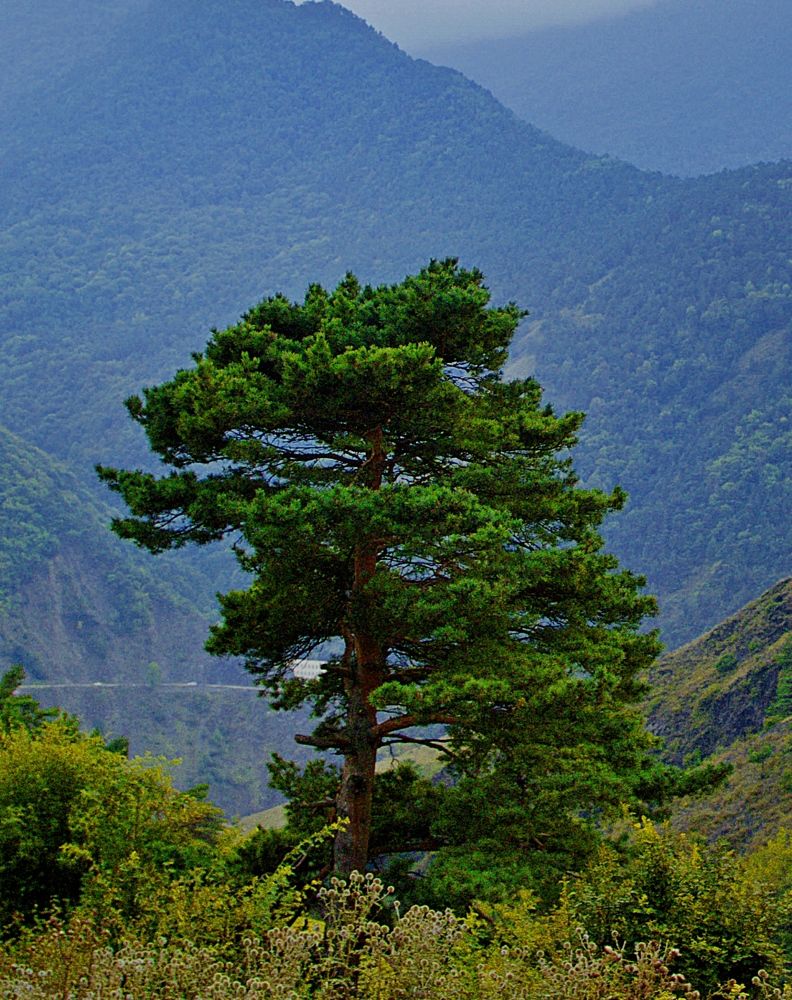 Photograph by Adam Yandiev