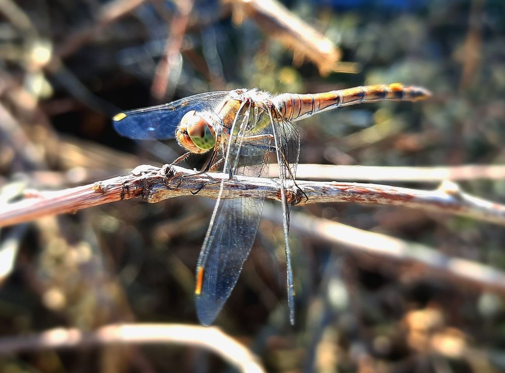 Стрекоза/Dragonfly