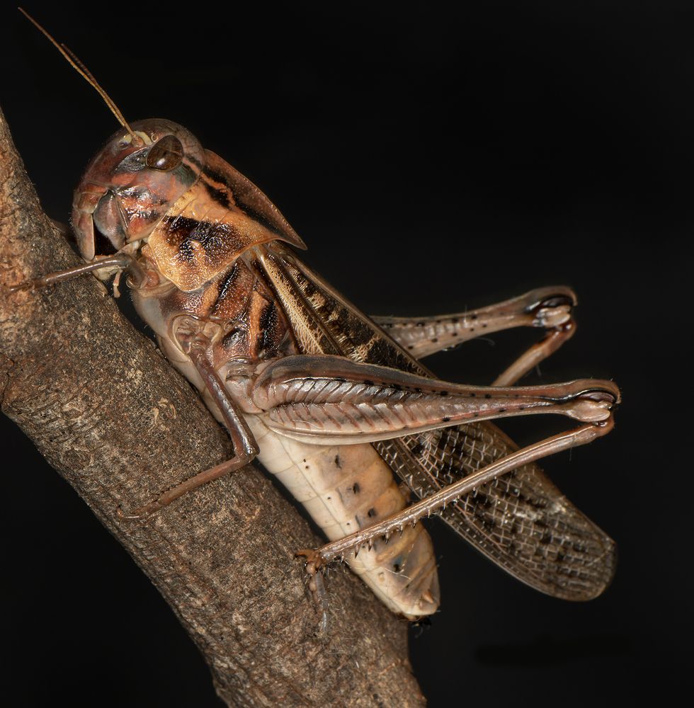 Фотография автора David Botha