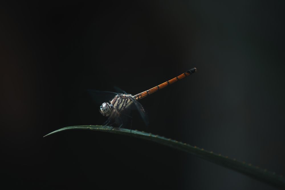 Photograph by Niranjan Baishya