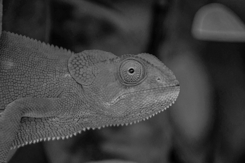 Photograph by Lloyd Dzenga