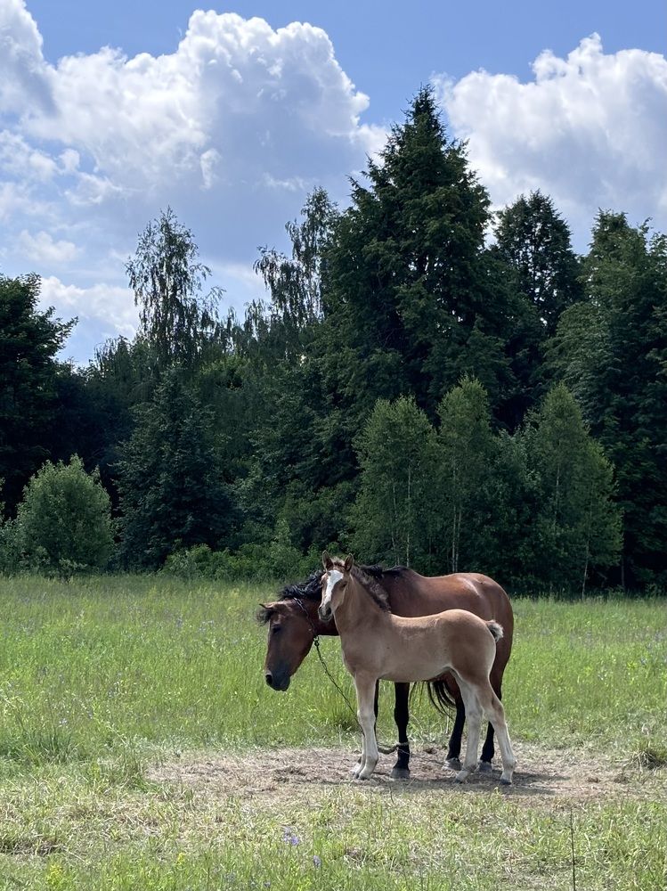 Photograph by Halina Mitsevich