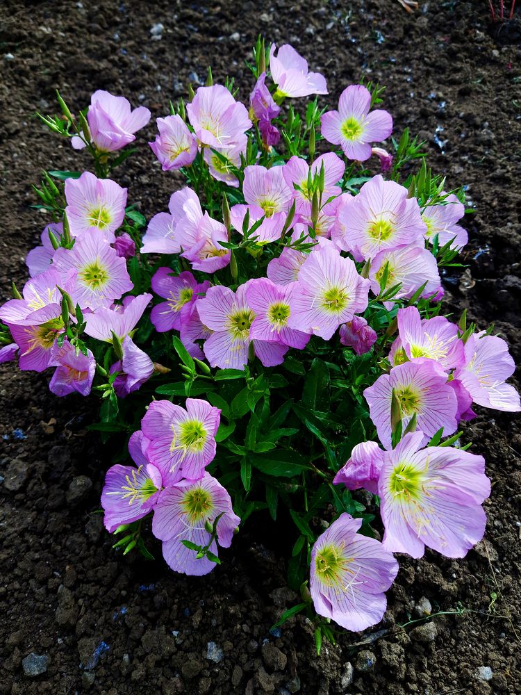 Весенние цветы/Spring flowers