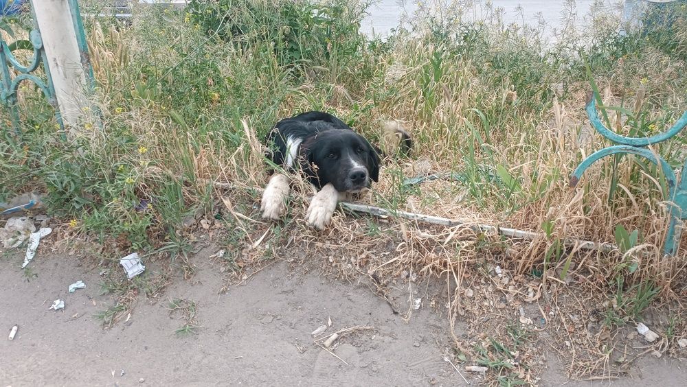 Фотография автора Курбан Курбаналиев