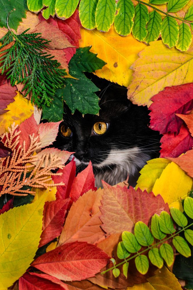 Photograph by Екатерина Свириденко