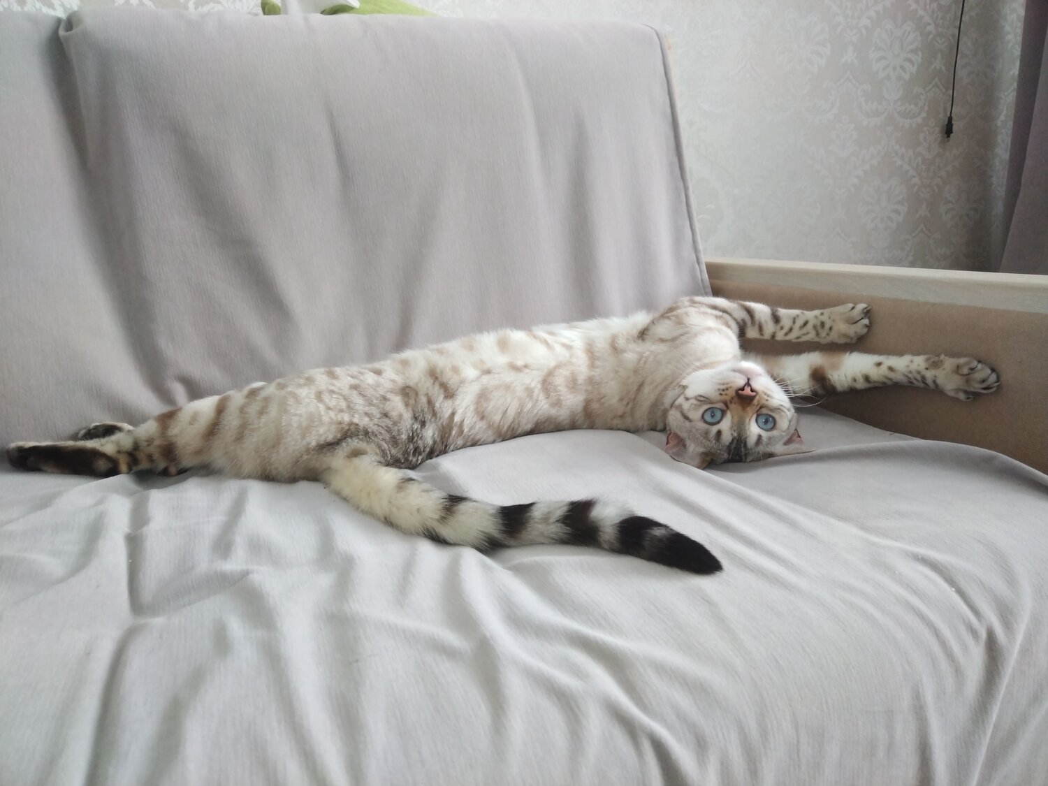 Photo #10704108