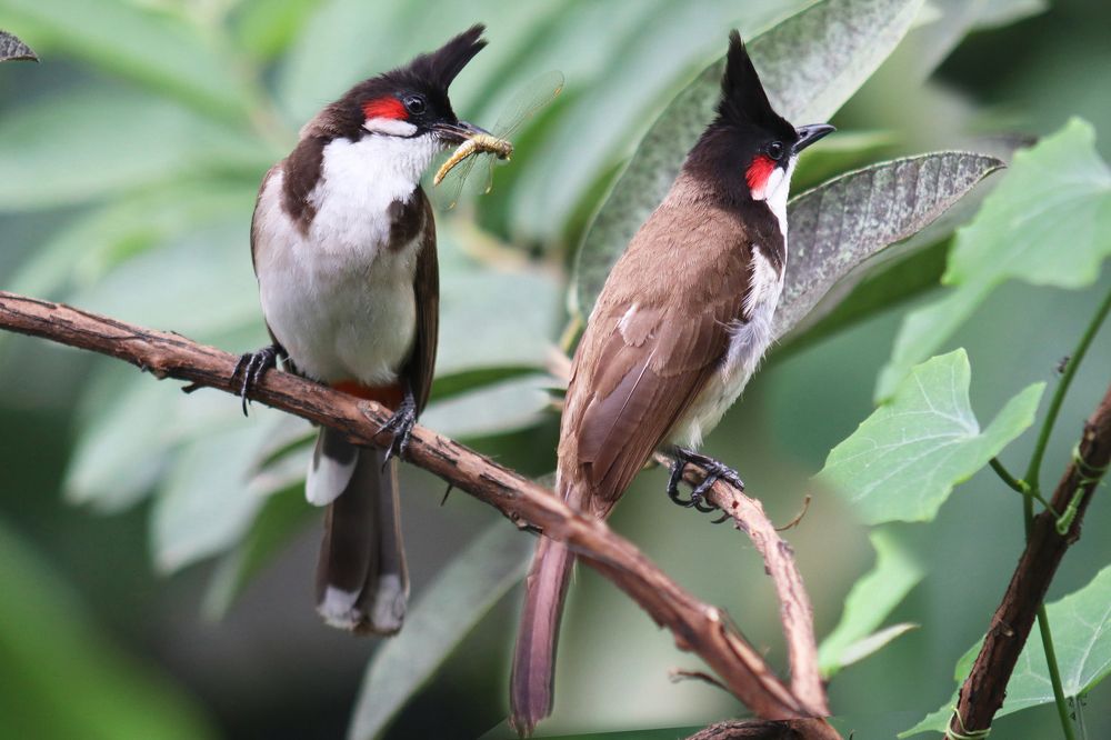 Photograph by SURAJIT SARKAR
