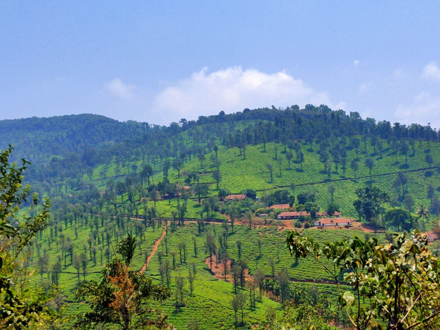 Tea estate