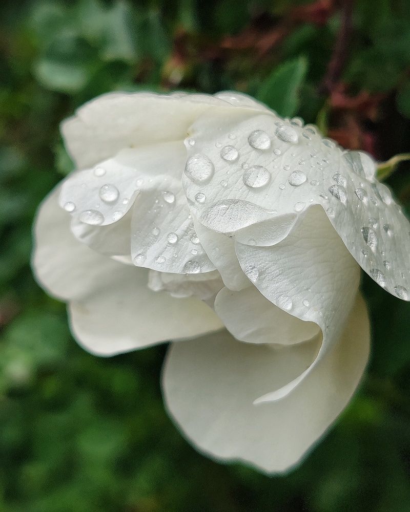 После дождя