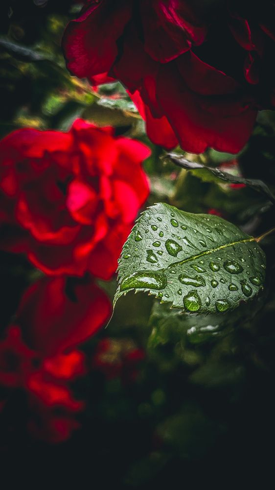 Photograph by Марина Подольная