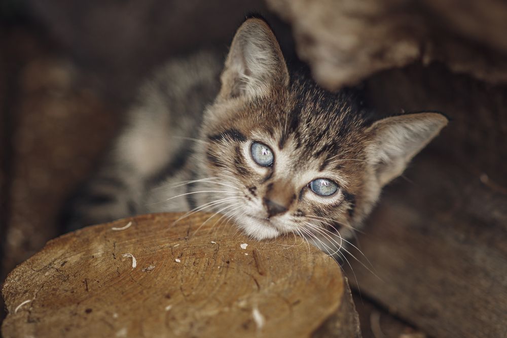 Photograph by Ольга Хентова