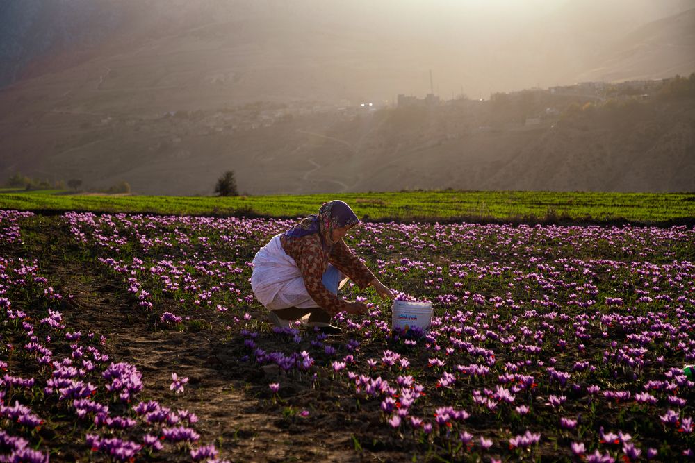 Фотография автора Mojtaba Gitinezhad