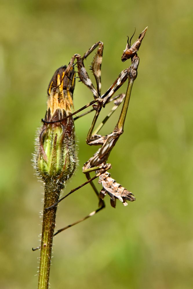 Фотография автора Ibrahim Alkan