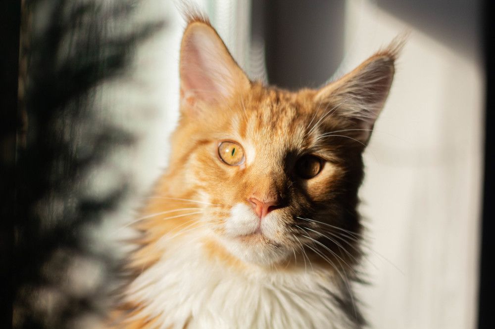 Photograph by Анна Карпенко