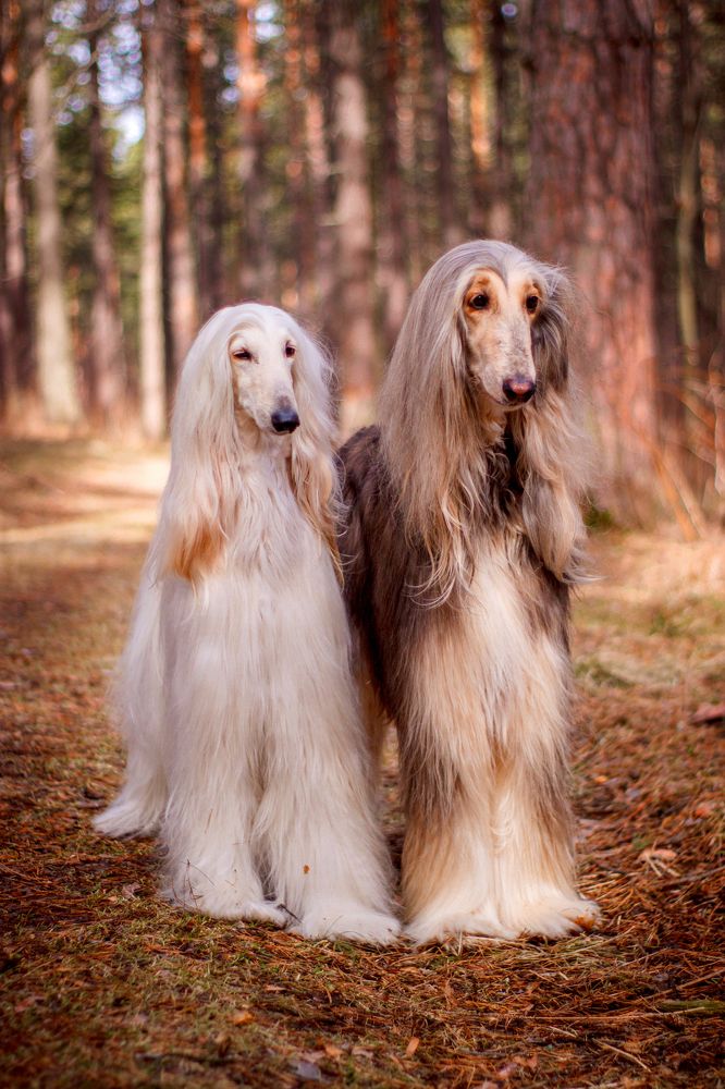 Photograph by Анна Карпенко