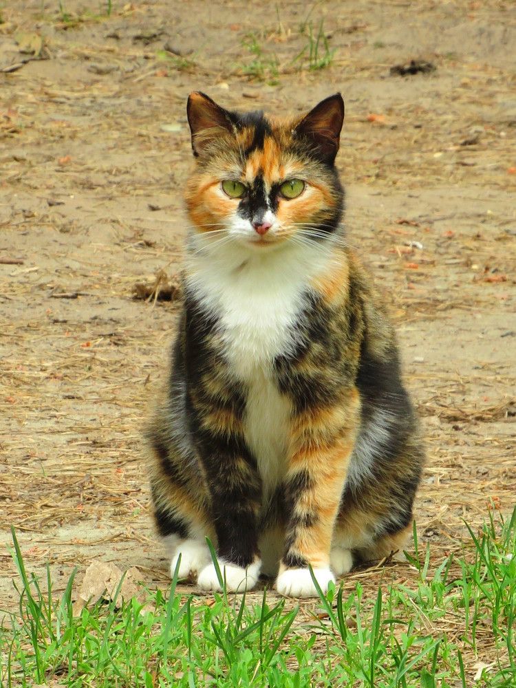 Разноцветная кошка