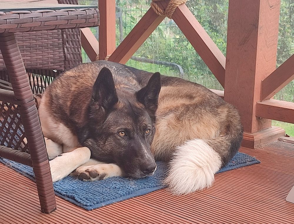 The best Friend