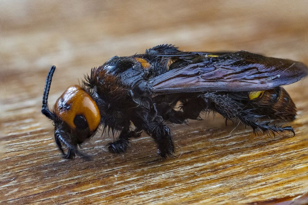 Сколия гигант