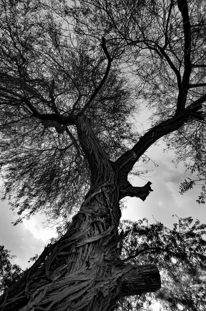 Фотография автора Elshafei Salih