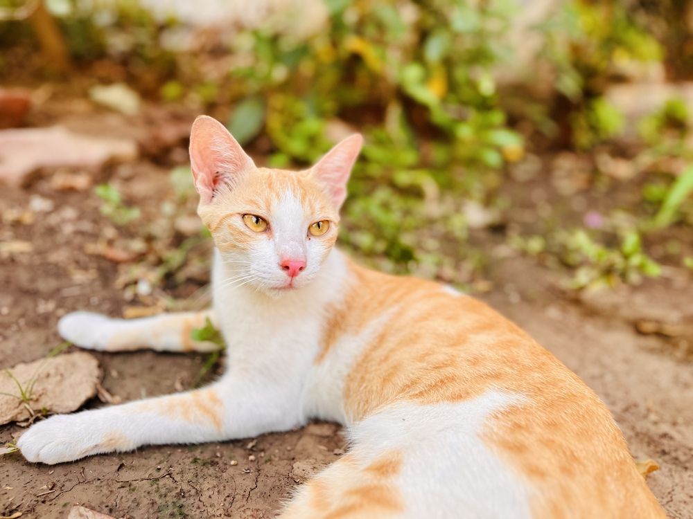 Photograph by Pihu chudasama