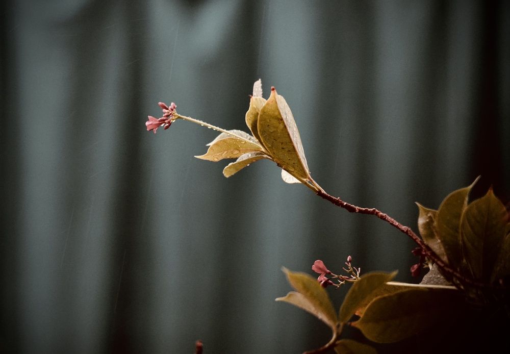 Photograph by Pihu chudasama