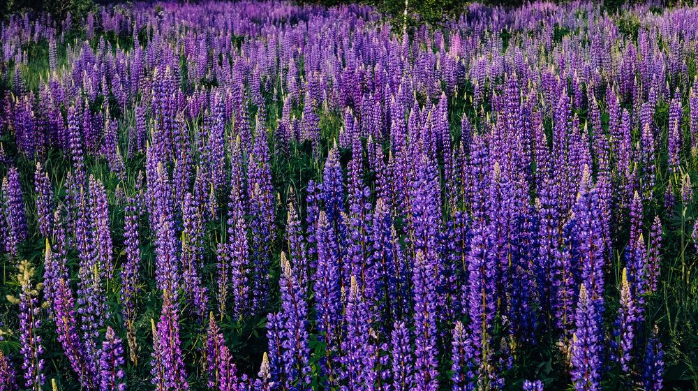 Photograph by Ирина Львова