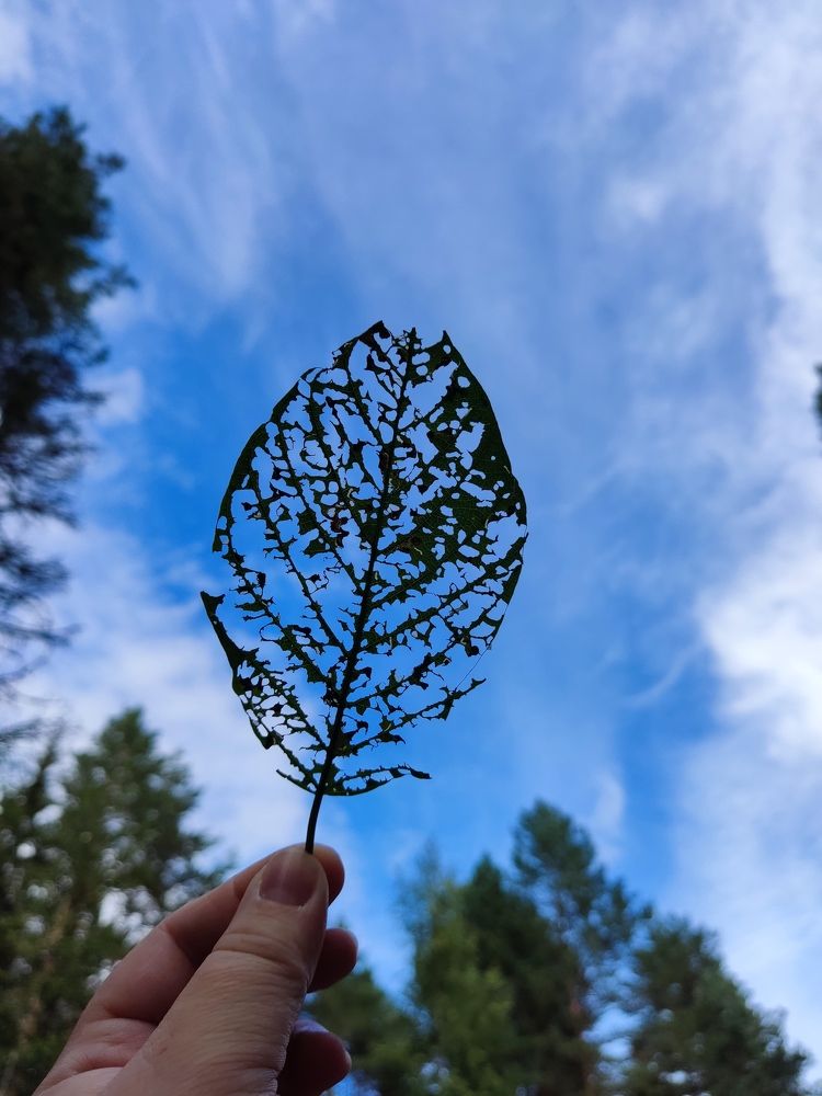 Photograph by Светлана Герасимчук