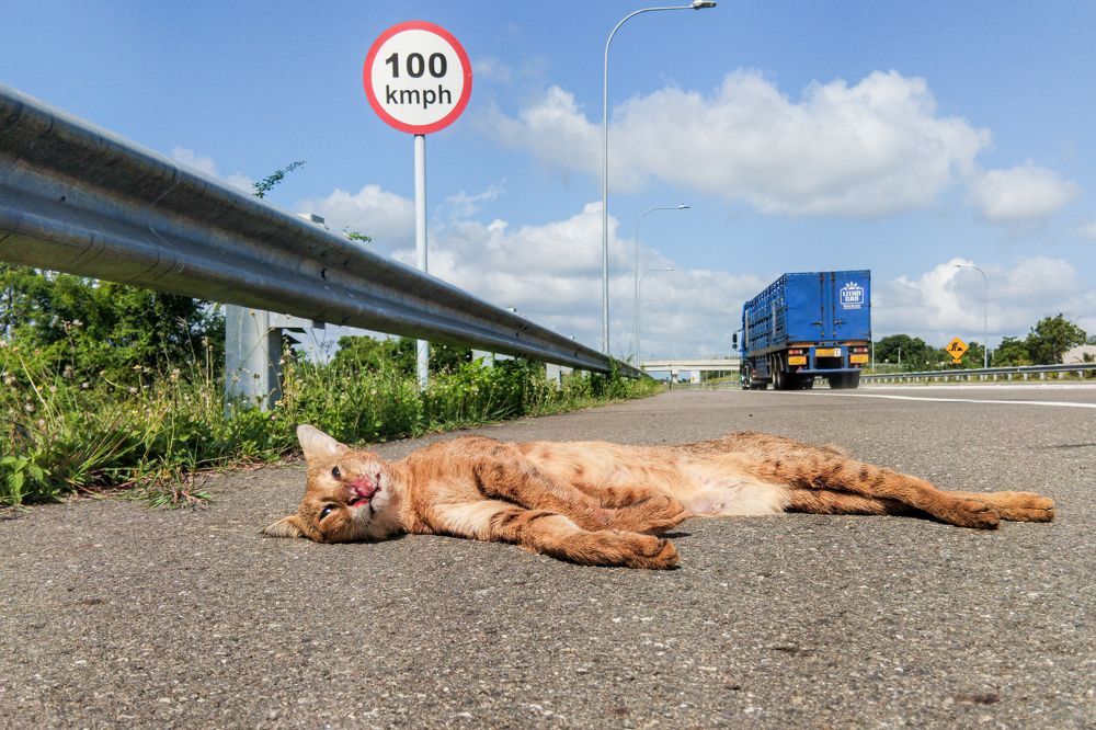 Фотография автора Rajeev Amaratunga