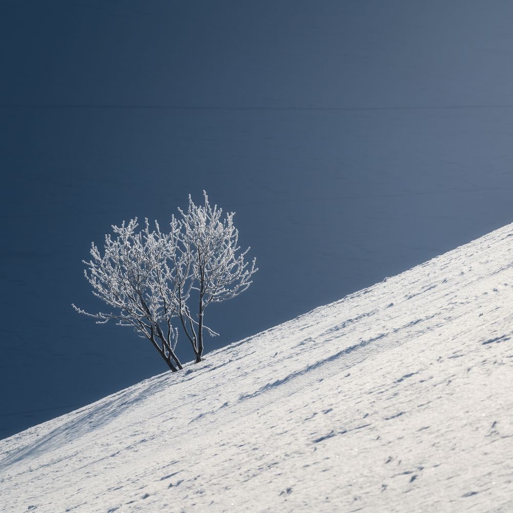 Фотография автора Niccolò Talenti