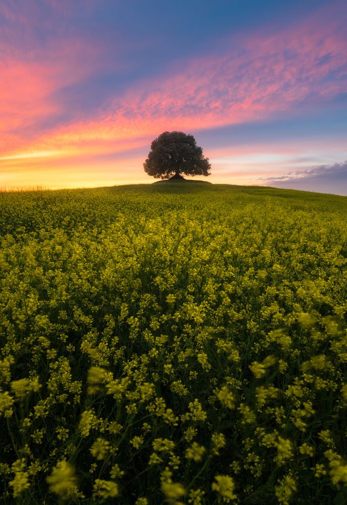 Фотография автора Niccolò Talenti