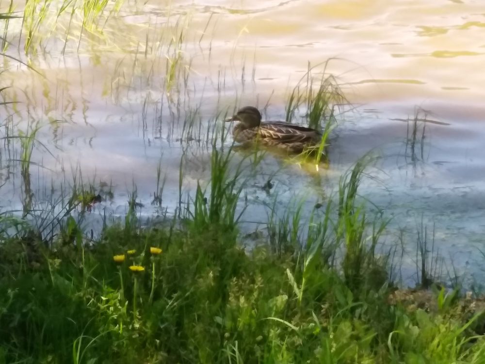 Photograph by Екатерина Чеснокова