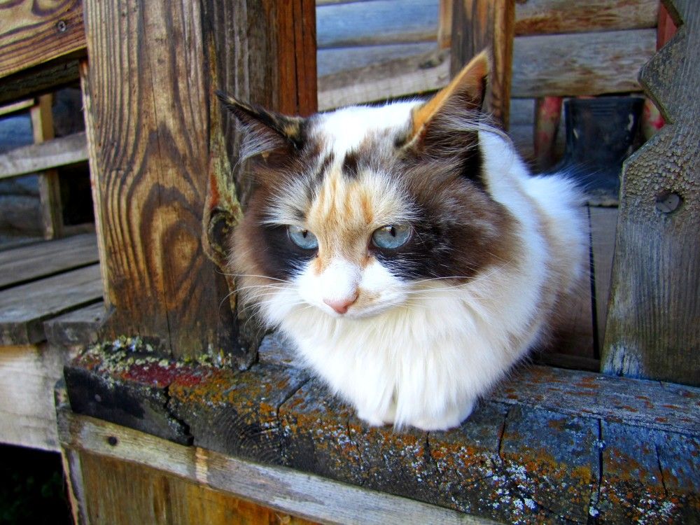 Photograph by Наталья Дубовкина