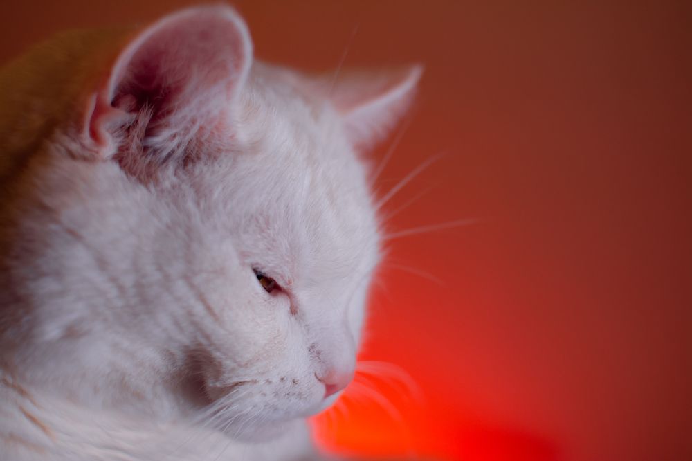 Photograph by Максим Жухлистов