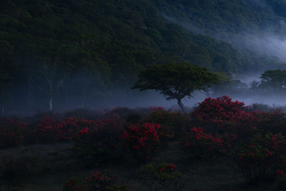 Photograph by NAGUMO SHUTO