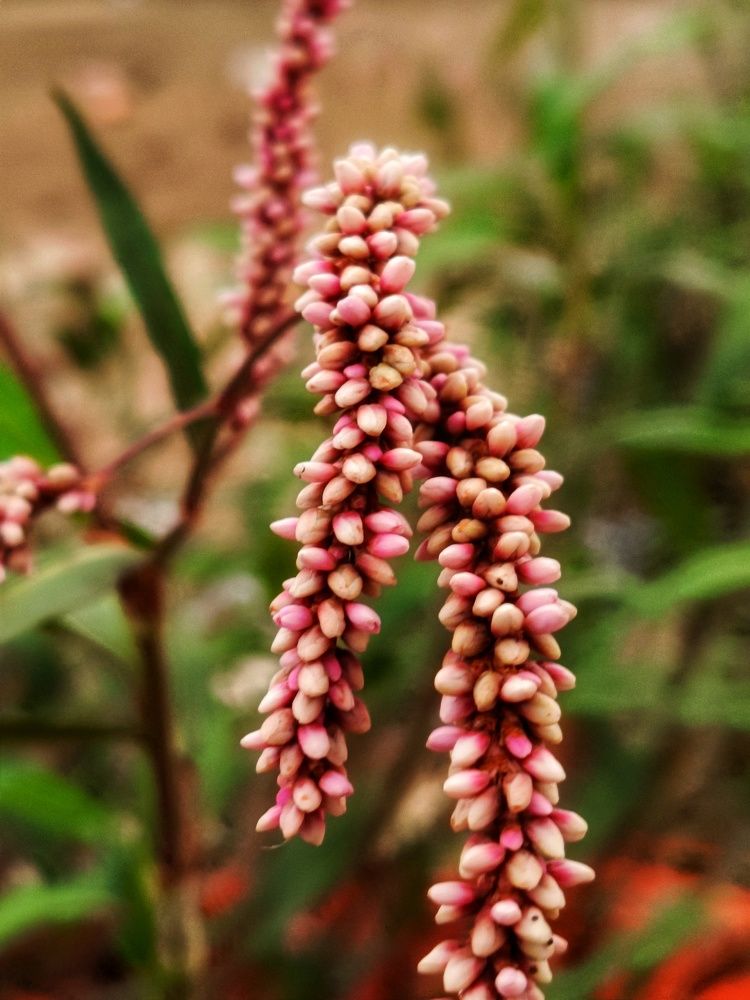 Фотография автора Ranjit pawar