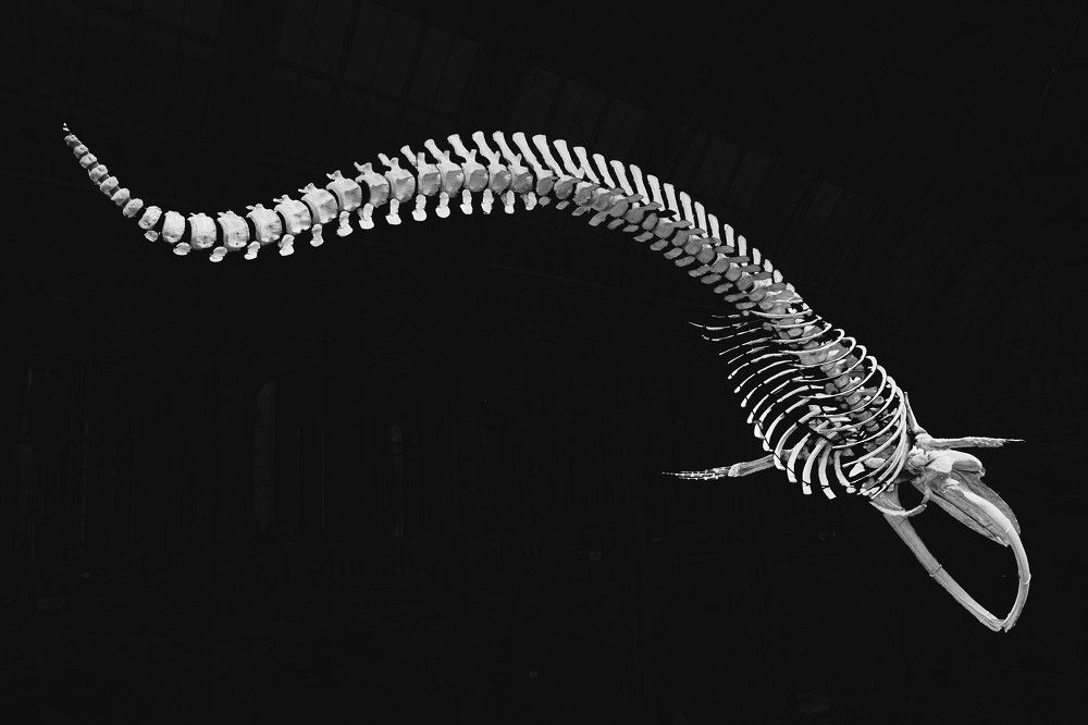 The great blue whale