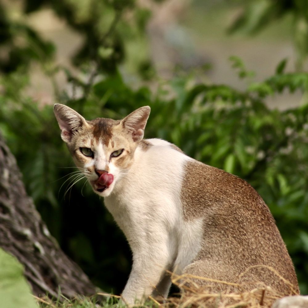 Фотография автора Washiful Majid