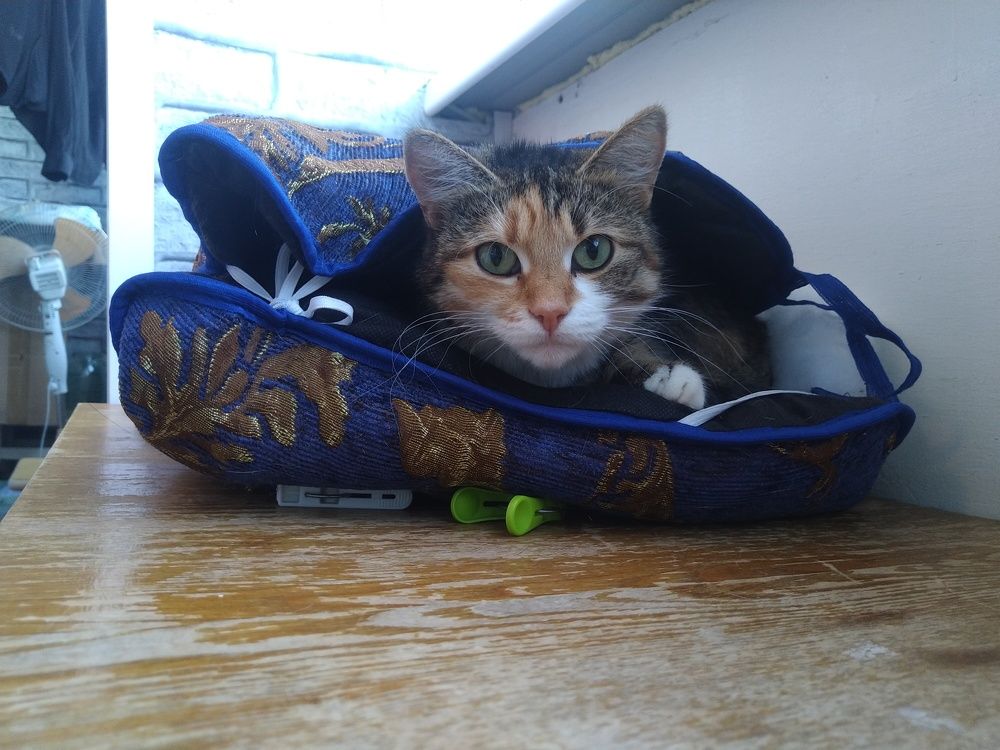 Photo #10705451