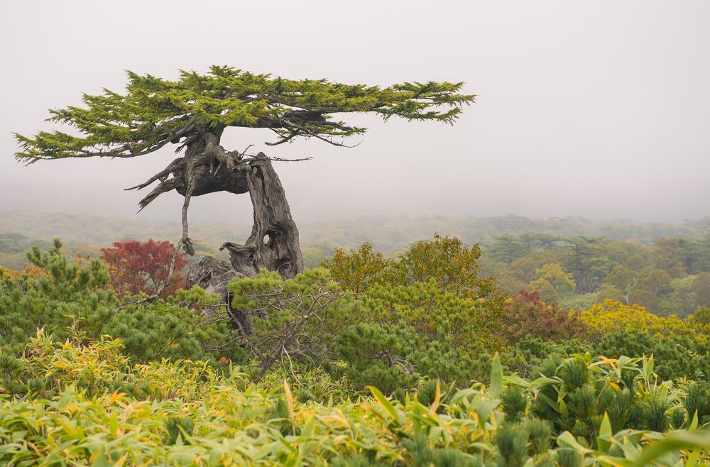 Photograph by Алексей Романов