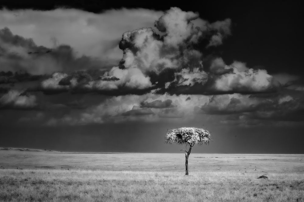 Alone in the savannah