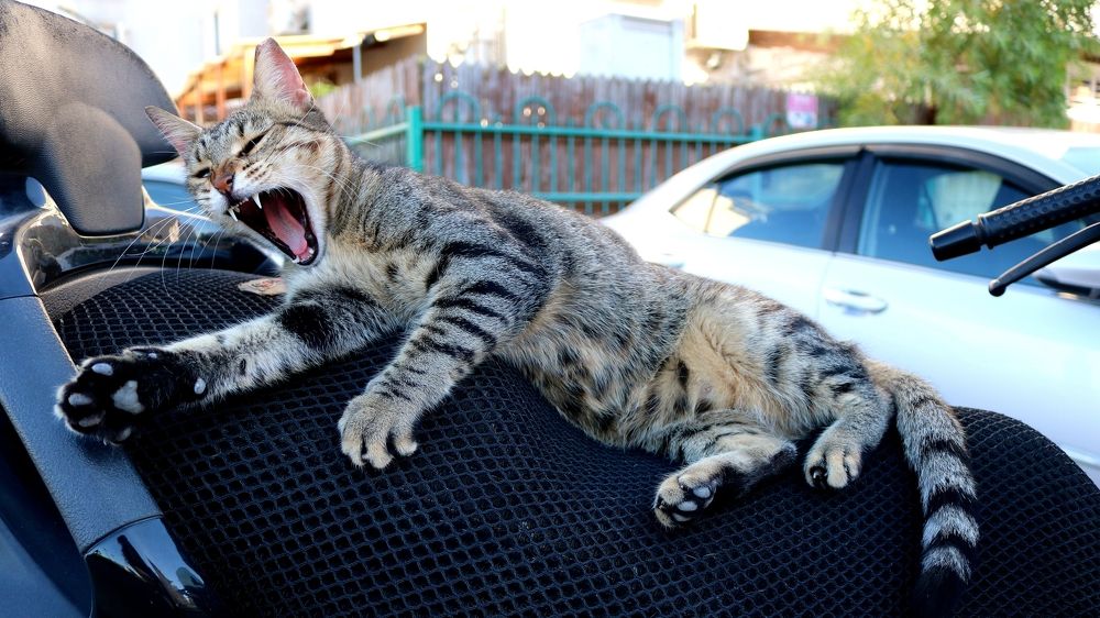 Это мой мотороллер!)))