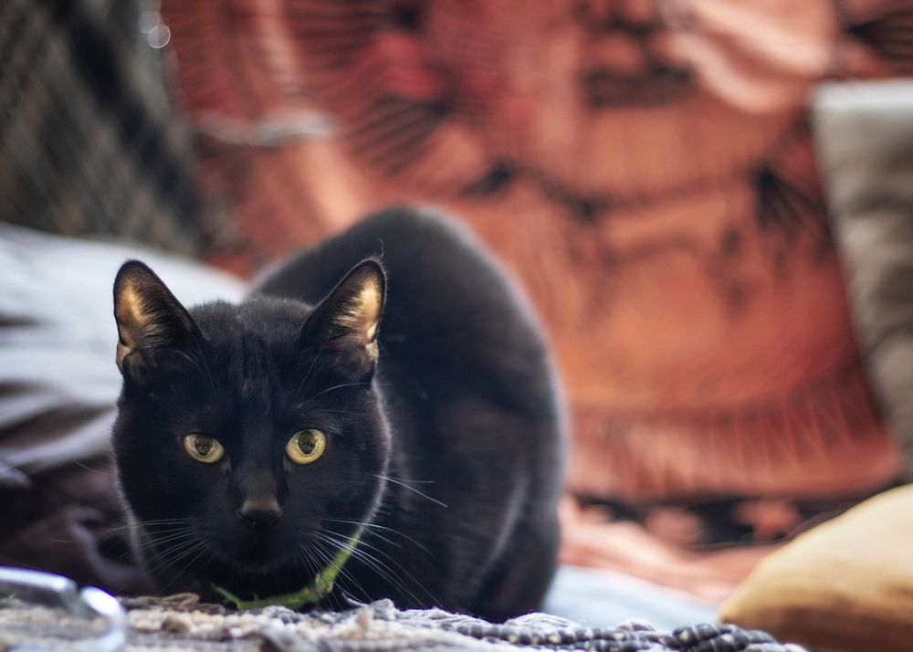 Фотография автора Alicia Bellido