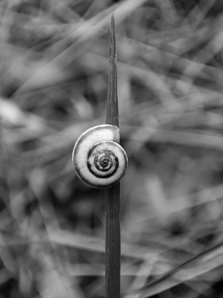 Photograph by Saeed Nosrati