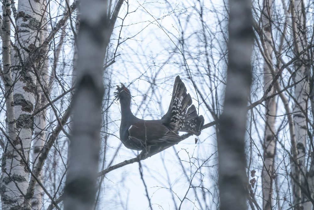 Песня весны