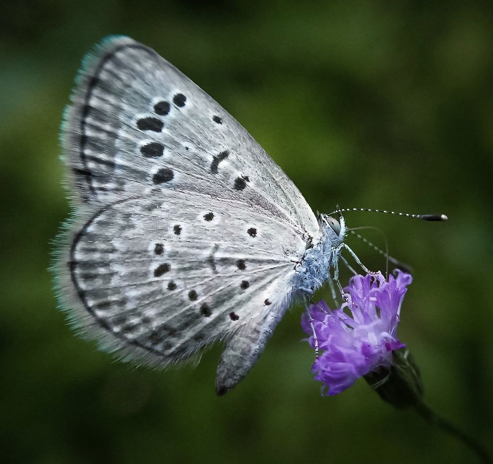 Photograph by A .Thimira dinisuru