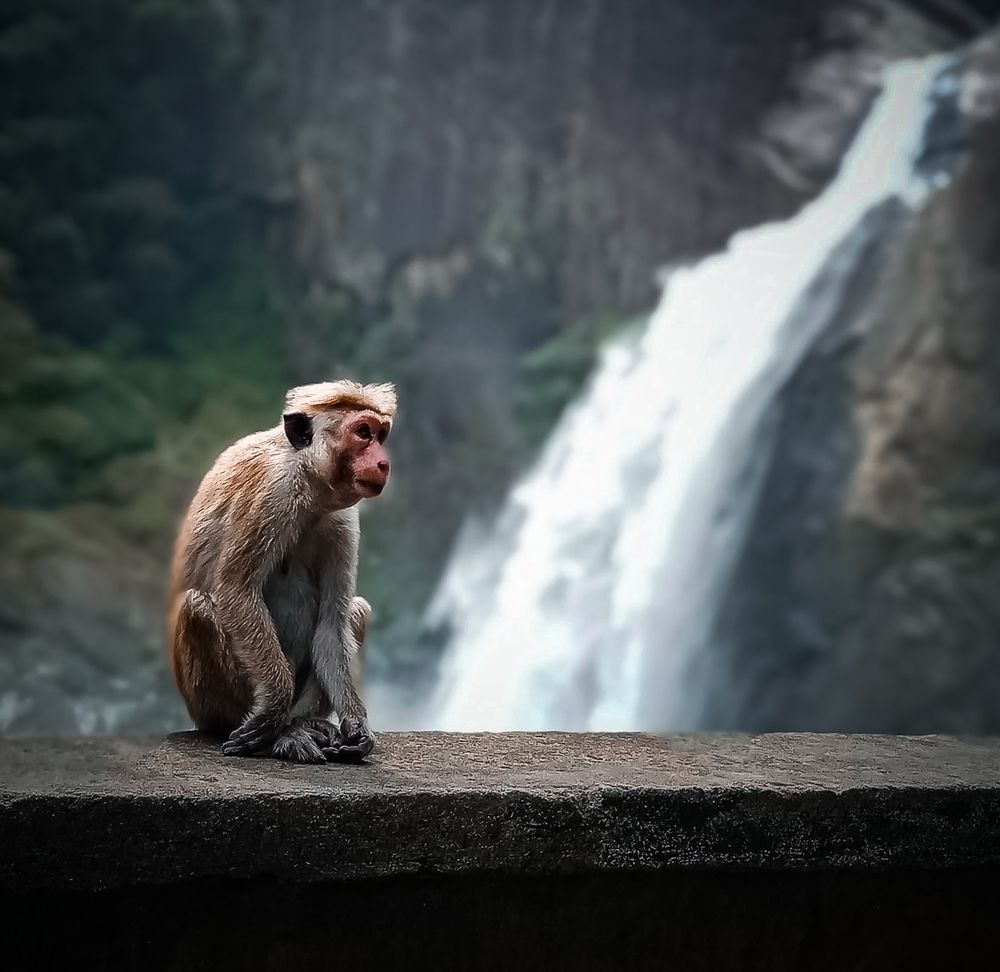 Photograph by A .Thimira dinisuru